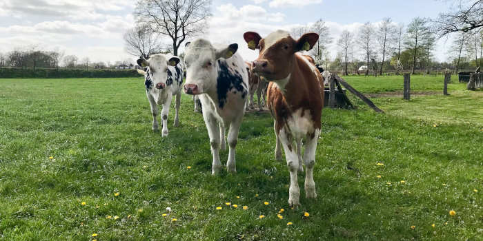 Bekende Tukkers beroemdheden geboren in Twente